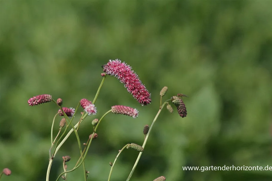 Sanguisorba tenuifolia 'Pink Elephant' 9 x 9 cm Topf 0,5 Liter 