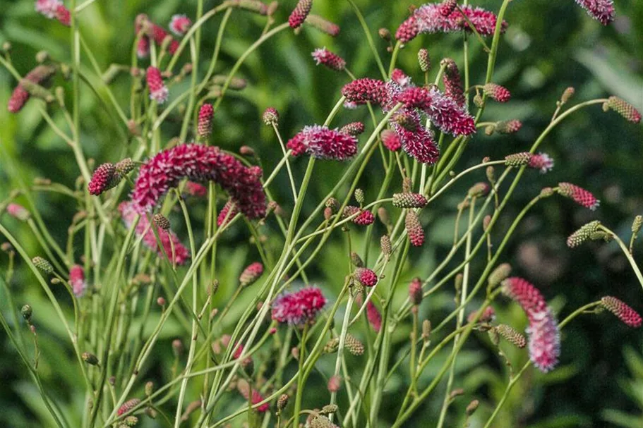 Sanguisorba tenuifolia 'Pink Elephant' 9 x 9 cm Topf 0,5 Liter 