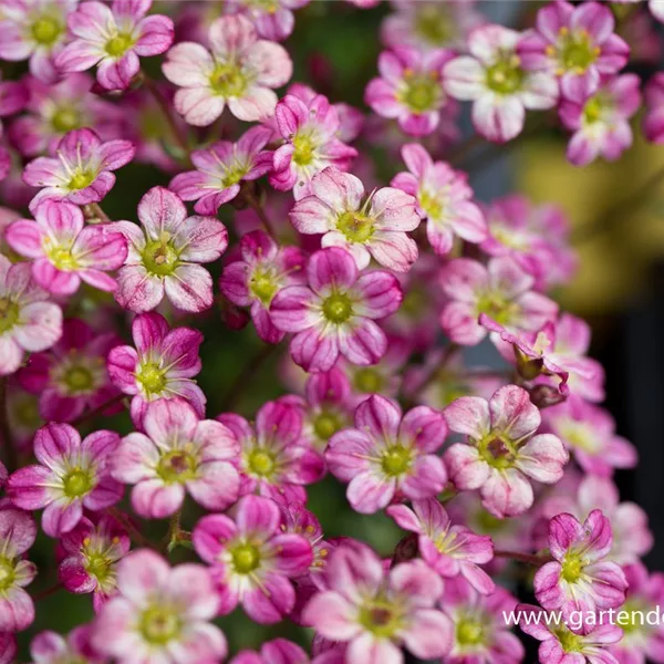 Saxifraga x arendsii 'Red Cap'