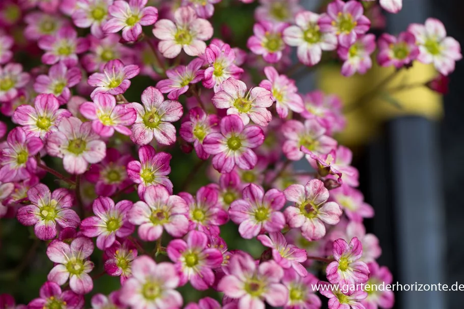 Saxifraga x arendsii 'Red Cap' 9 x 9 cm Topf 0,5 Liter 