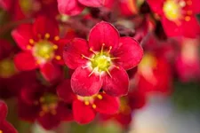 Saxifraga x arendsii 'Red Cap' 9 x 9 cm Topf 0,5 Liter 