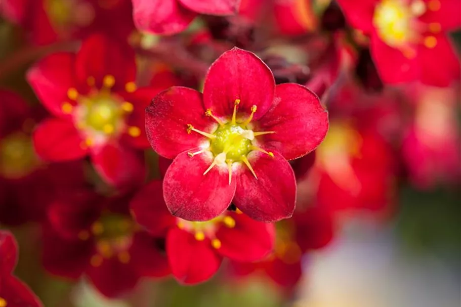 Saxifraga x arendsii 'Red Cap' 9 x 9 cm Topf 0,5 Liter 