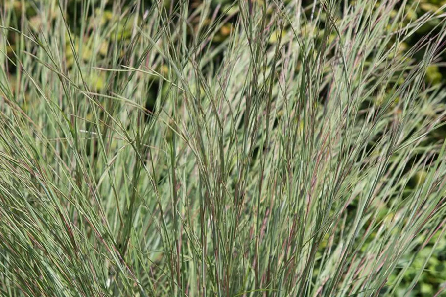 Schizachyrium scop. JS 'Constant Moving' -R- 9 x 9 cm Topf 0,5 Liter 