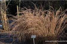 Schizachyrium scop. JS 'Constant Moving' -R- 9 x 9 cm Topf 0,5 Liter 