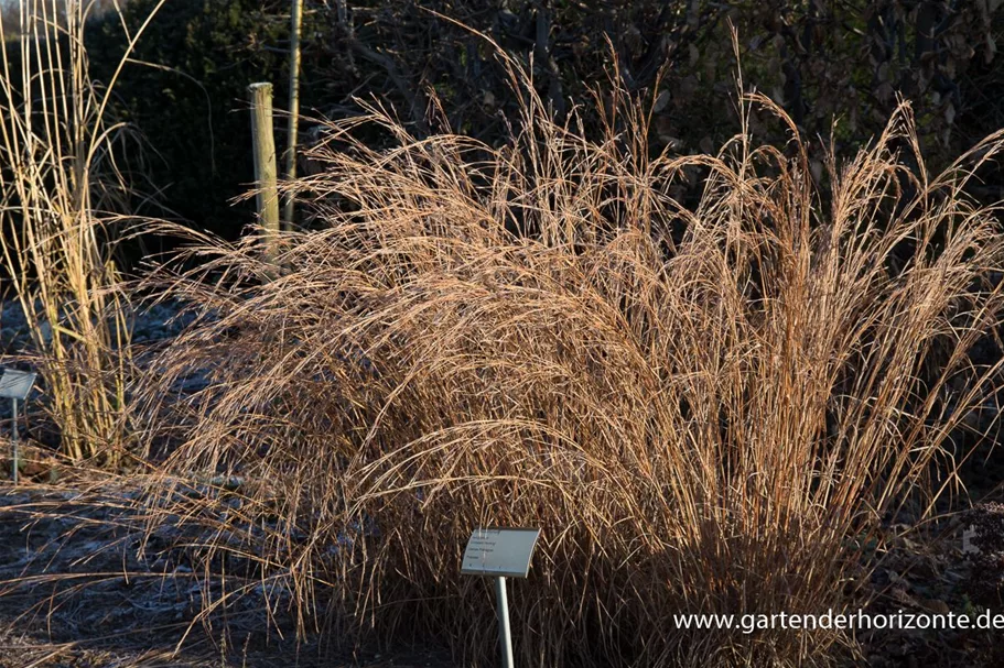 Schizachyrium scop. JS 'Constant Moving' -R- 9 x 9 cm Topf 0,5 Liter 