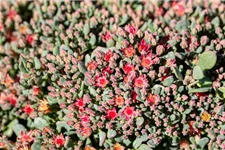 Sedum cauticola 'Lidakense' 9 x 9 cm Topf 0,5 Liter 