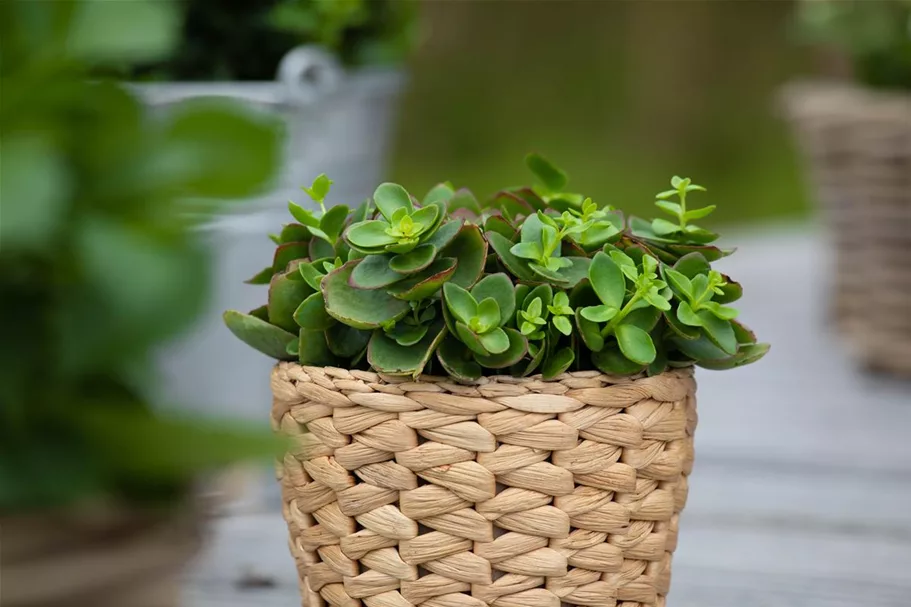 Sedum ewersii 9 x 9 cm Topf 0,5 Liter 