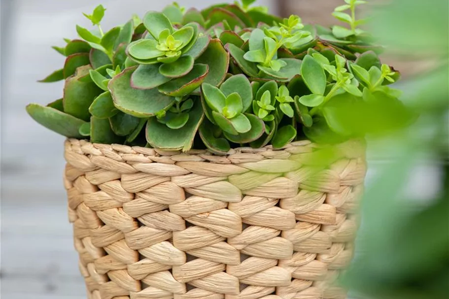 Sedum ewersii 9 x 9 cm Topf 0,5 Liter 