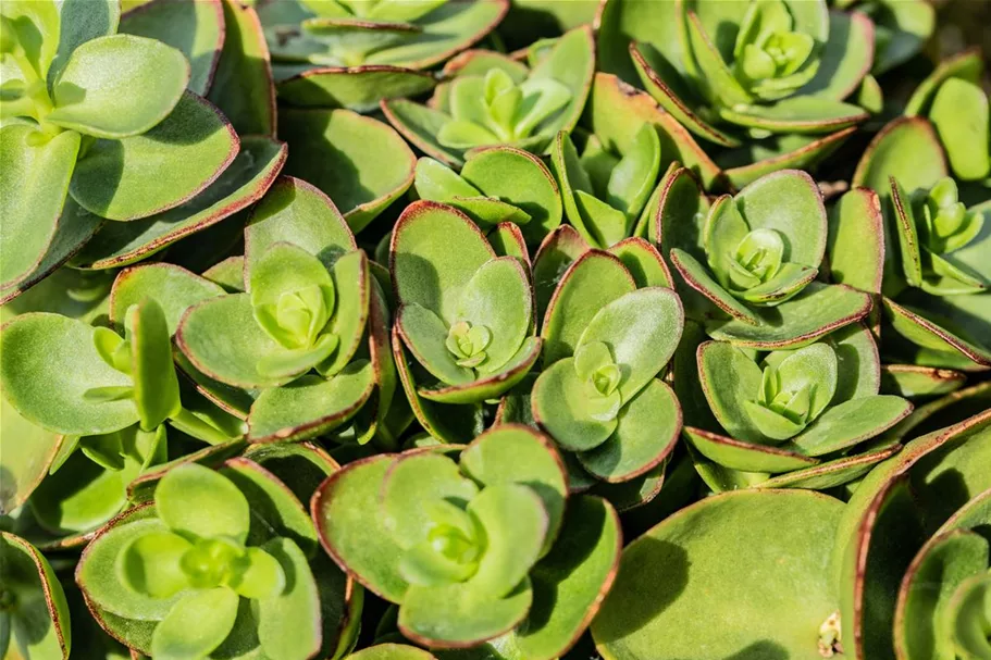 Sedum ewersii 9 x 9 cm Topf 0,5 Liter 