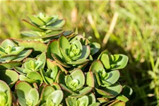 Sedum ewersii 9 x 9 cm Topf 0,5 Liter 