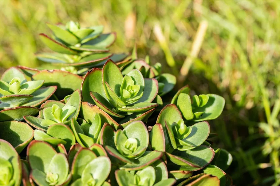 Sedum ewersii 9 x 9 cm Topf 0,5 Liter 