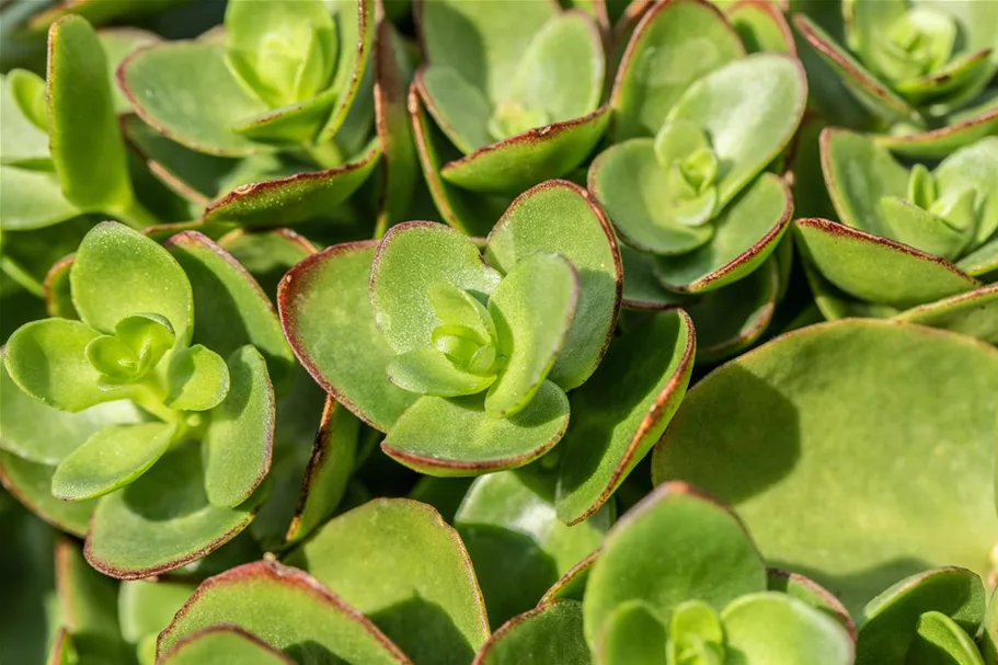 Sedum ewersii 9 x 9 cm Topf 0,5 Liter 