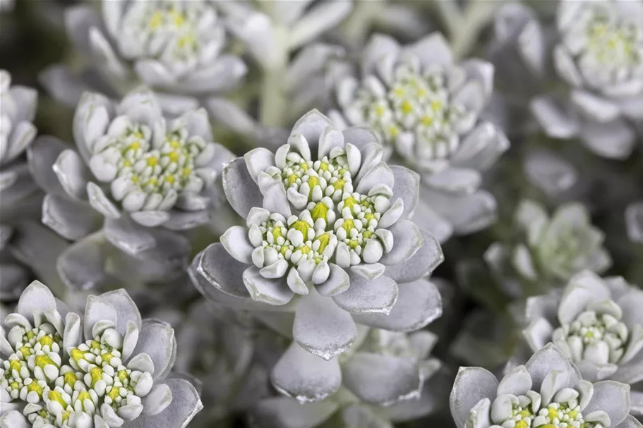 Sedum spathulifolium 'Cape Blanco' 9 x 9 cm Topf 0,5 Liter 