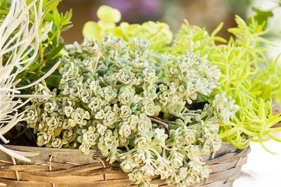 Sedum spathulifolium 'Cape Blanco' 9 x 9 cm Topf 0,5 Liter 