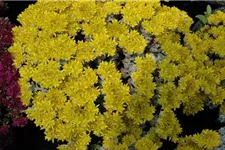 Sedum spathulifolium 'Cape Blanco' 9 x 9 cm Topf 0,5 Liter 