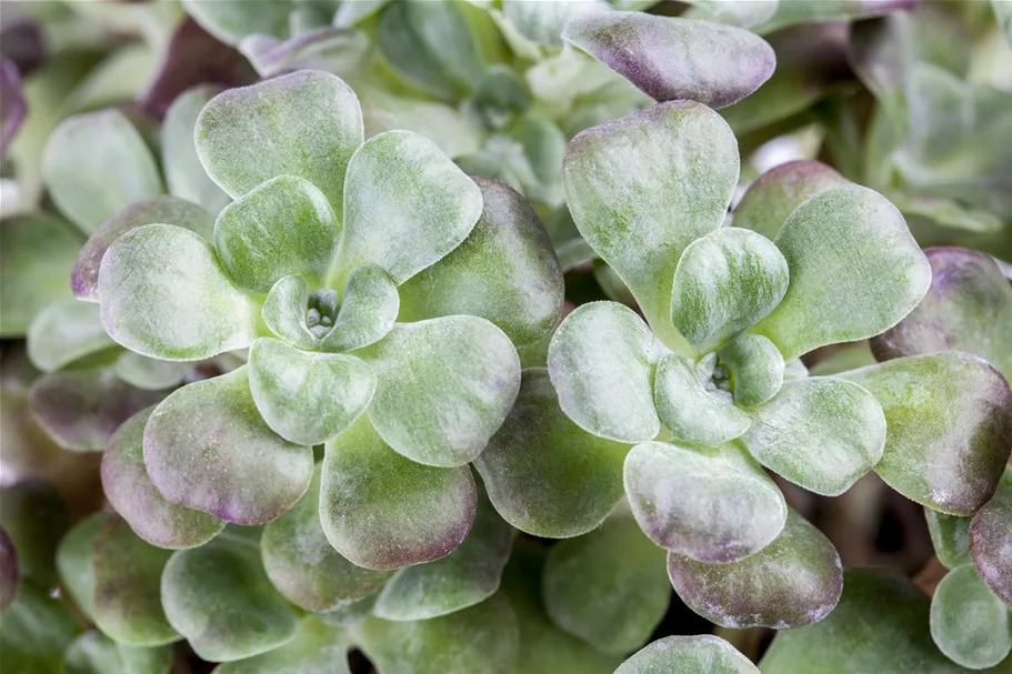 Sedum spathulifolium 'Purpureum' 9 x 9 cm Topf 0,5 Liter 