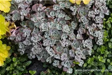 Sedum spathulifolium 'Purpureum' 9 x 9 cm Topf 0,5 Liter 