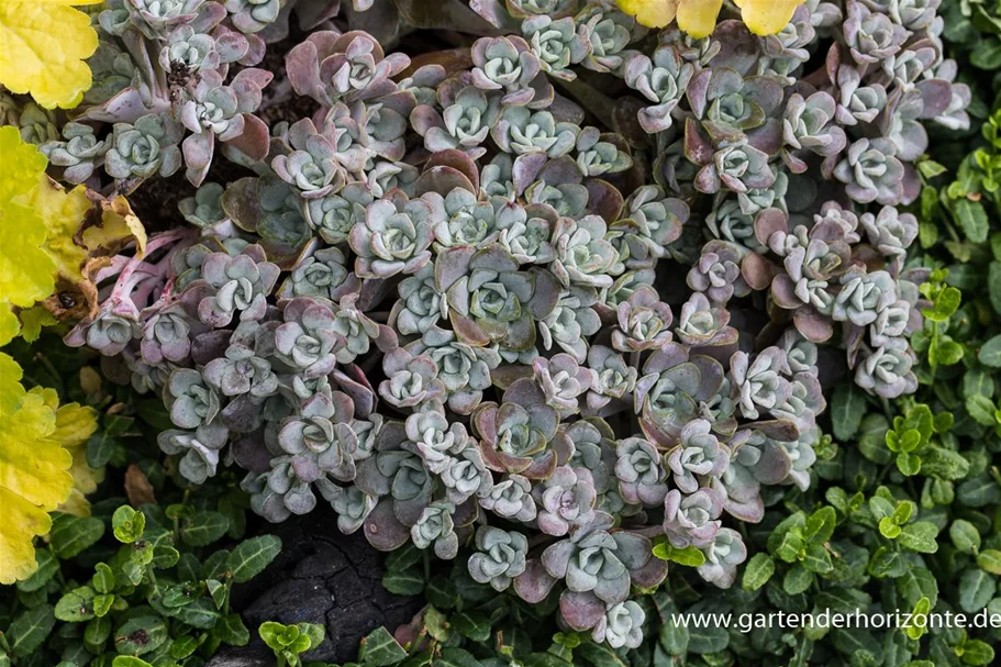 Sedum spathulifolium 'Purpureum' 9 x 9 cm Topf 0,5 Liter 