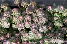 Sedum spathulifolium 'Purpureum' 9 x 9 cm Topf 0,5 Liter 