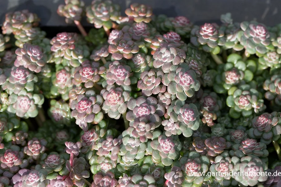 Sedum spathulifolium 'Purpureum' 9 x 9 cm Topf 0,5 Liter 