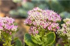 Sedum spectabile 'Carmen' 9 x 9 cm Topf 0,5 Liter 