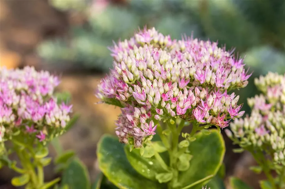 Sedum spectabile 'Carmen' 9 x 9 cm Topf 0,5 Liter 