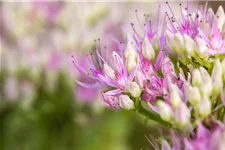 Sedum spectabile 'Carmen' 9 x 9 cm Topf 0,5 Liter 