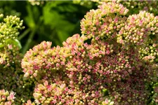 Sedum spectabile 'Carmen' 9 x 9 cm Topf 0,5 Liter 