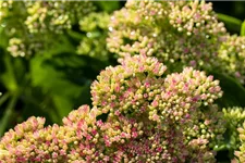 Sedum spectabile 'Carmen' 9 x 9 cm Topf 0,5 Liter 