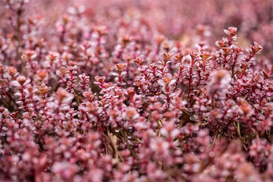 Sedum spurium 'Purpurteppich' 9 x 9 cm Topf 0,5 Liter 