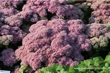 Sedum telephium 'Beach Party' 9 x 9 cm Topf 0,5 Liter 