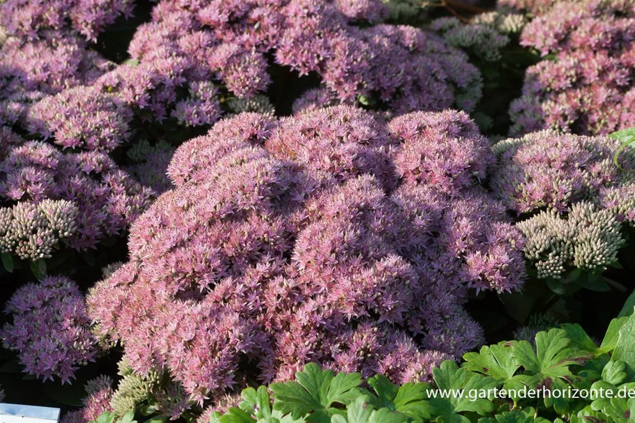 Sedum telephium 'Beach Party' 9 x 9 cm Topf 0,5 Liter 