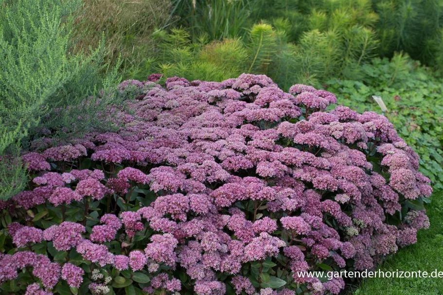 Sedum telephium 'Beach Party' 9 x 9 cm Topf 0,5 Liter 