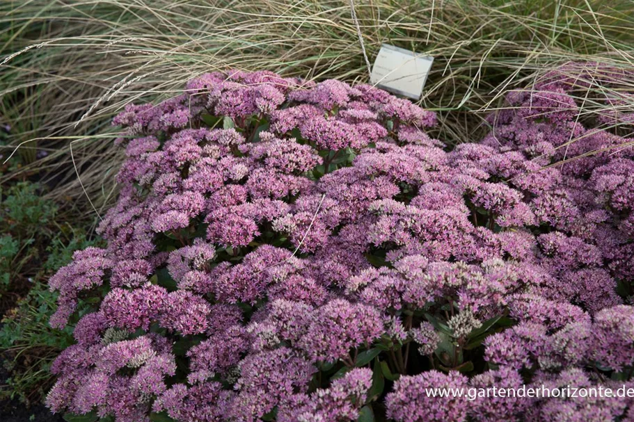 Sedum telephium 'Beach Party' 9 x 9 cm Topf 0,5 Liter 