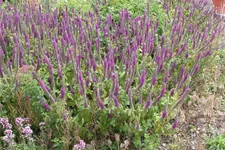 Teucrium hyrcanicum 9 x 9 cm Topf 0,5 Liter 