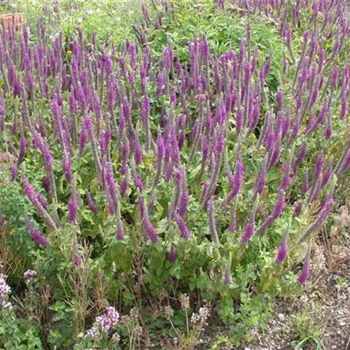 Teucrium hyrcanicum