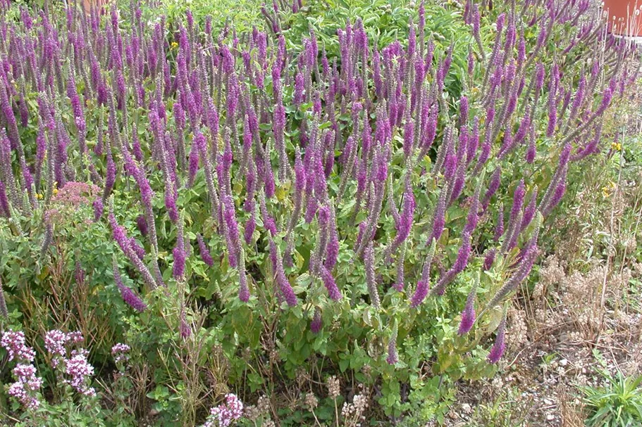 Teucrium hyrcanicum 9 x 9 cm Topf 0,5 Liter 