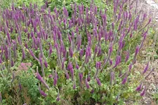 Teucrium hyrcanicum 9 x 9 cm Topf 0,5 Liter 