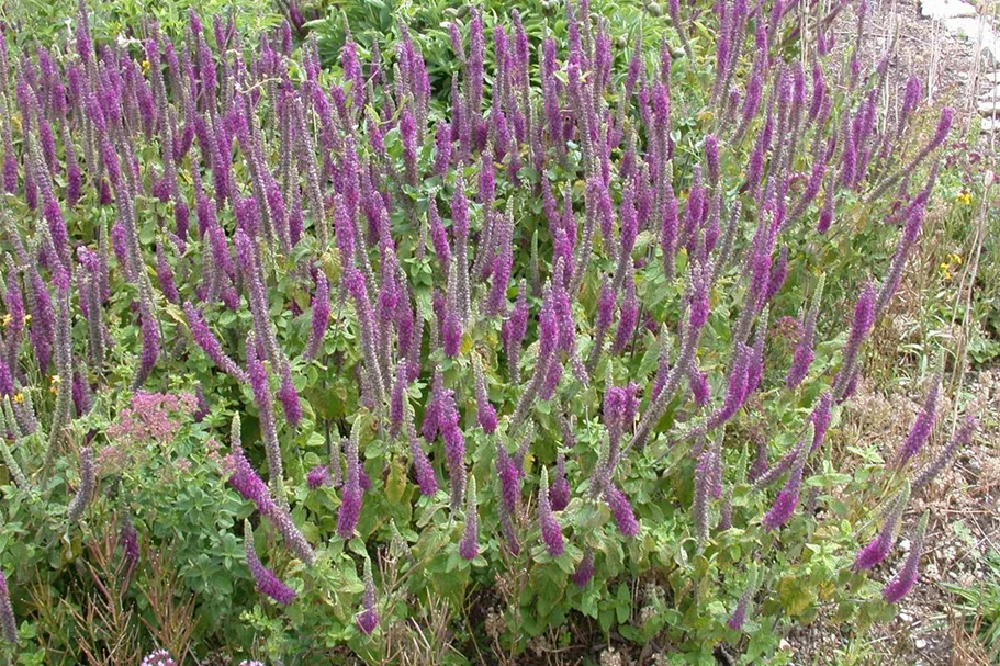 Teucrium hyrcanicum 9 x 9 cm Topf 0,5 Liter 