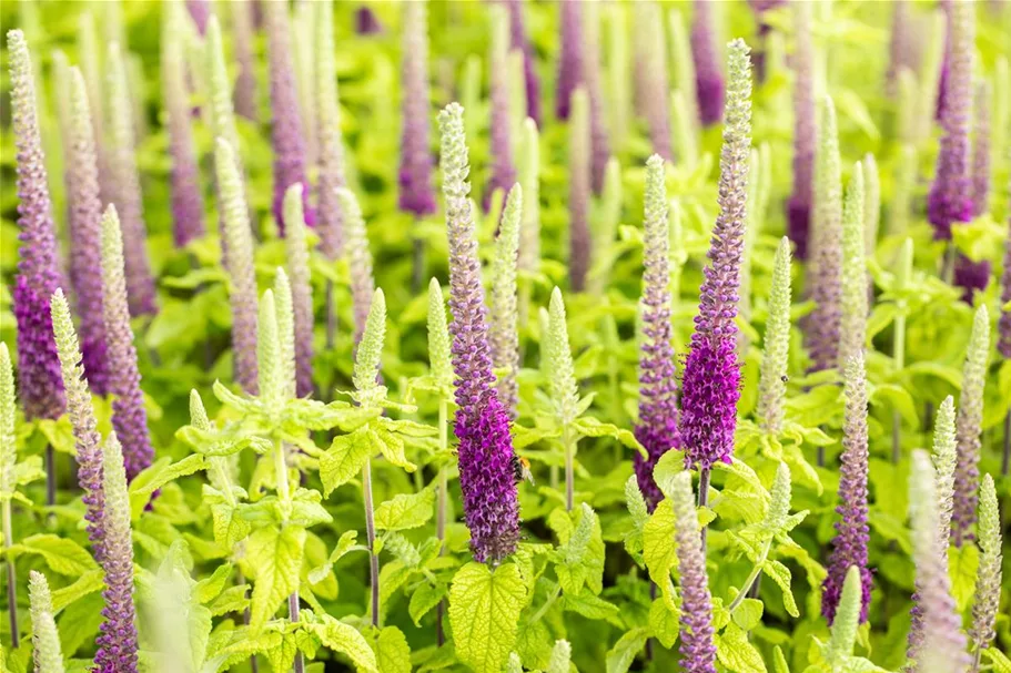 Teucrium hyrcanicum 9 x 9 cm Topf 0,5 Liter 