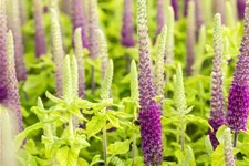 Teucrium hyrcanicum 9 x 9 cm Topf 0,5 Liter 