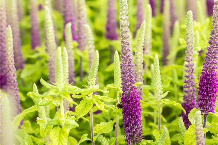 Teucrium hyrcanicum 9 x 9 cm Topf 0,5 Liter 