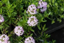 Thymus longicaulis ssp.odoratus 9 x 9 cm Topf 0,5 Liter 