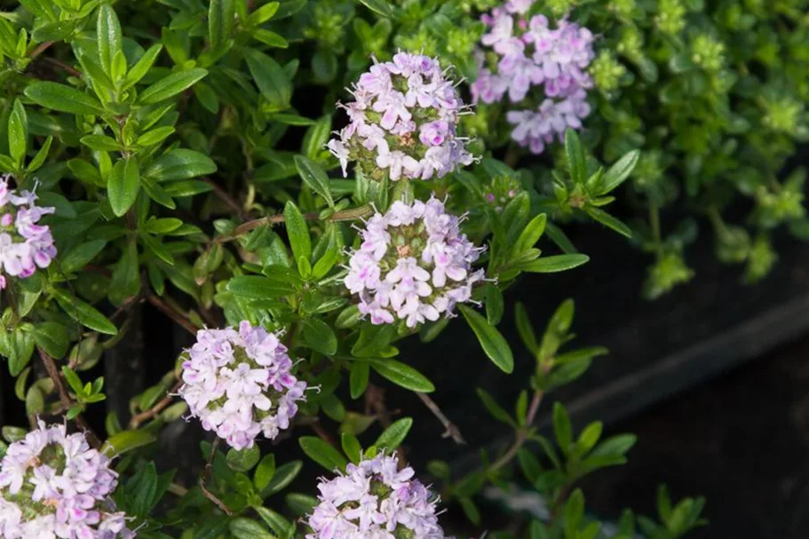 Thymus longicaulis ssp.odoratus 9 x 9 cm Topf 0,5 Liter 