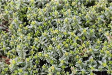 Thymus longicaulis ssp.odoratus 9 x 9 cm Topf 0,5 Liter 