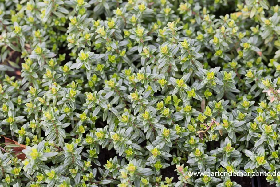 Thymus longicaulis ssp.odoratus 9 x 9 cm Topf 0,5 Liter 