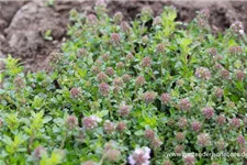 Thymus longicaulis ssp.odoratus 9 x 9 cm Topf 0,5 Liter 