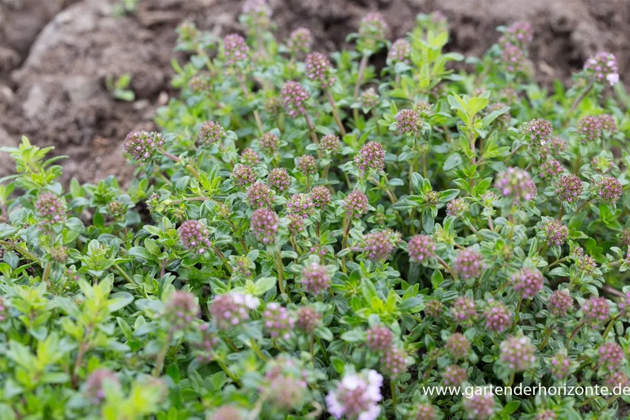 Thymus longicaulis ssp.odoratus 9 x 9 cm Topf 0,5 Liter 