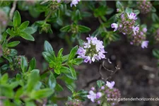 Thymus longicaulis ssp.odoratus 9 x 9 cm Topf 0,5 Liter 