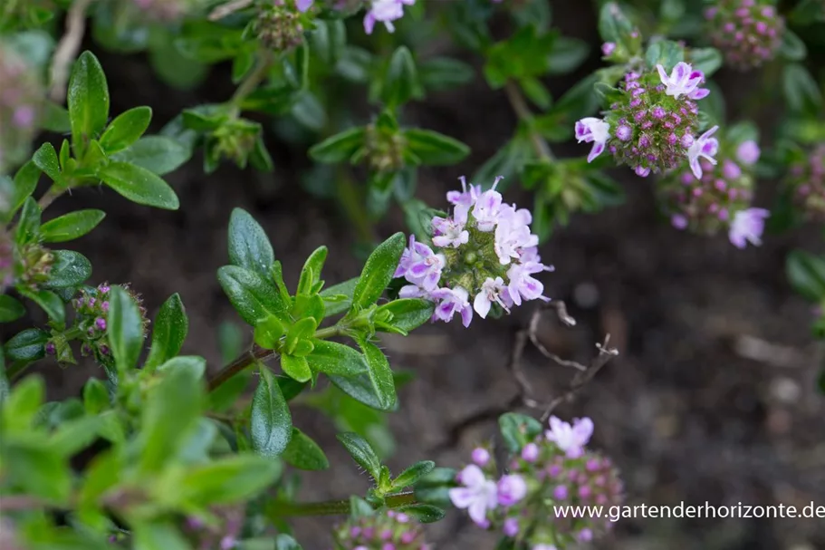 Thymus longicaulis ssp.odoratus 9 x 9 cm Topf 0,5 Liter 